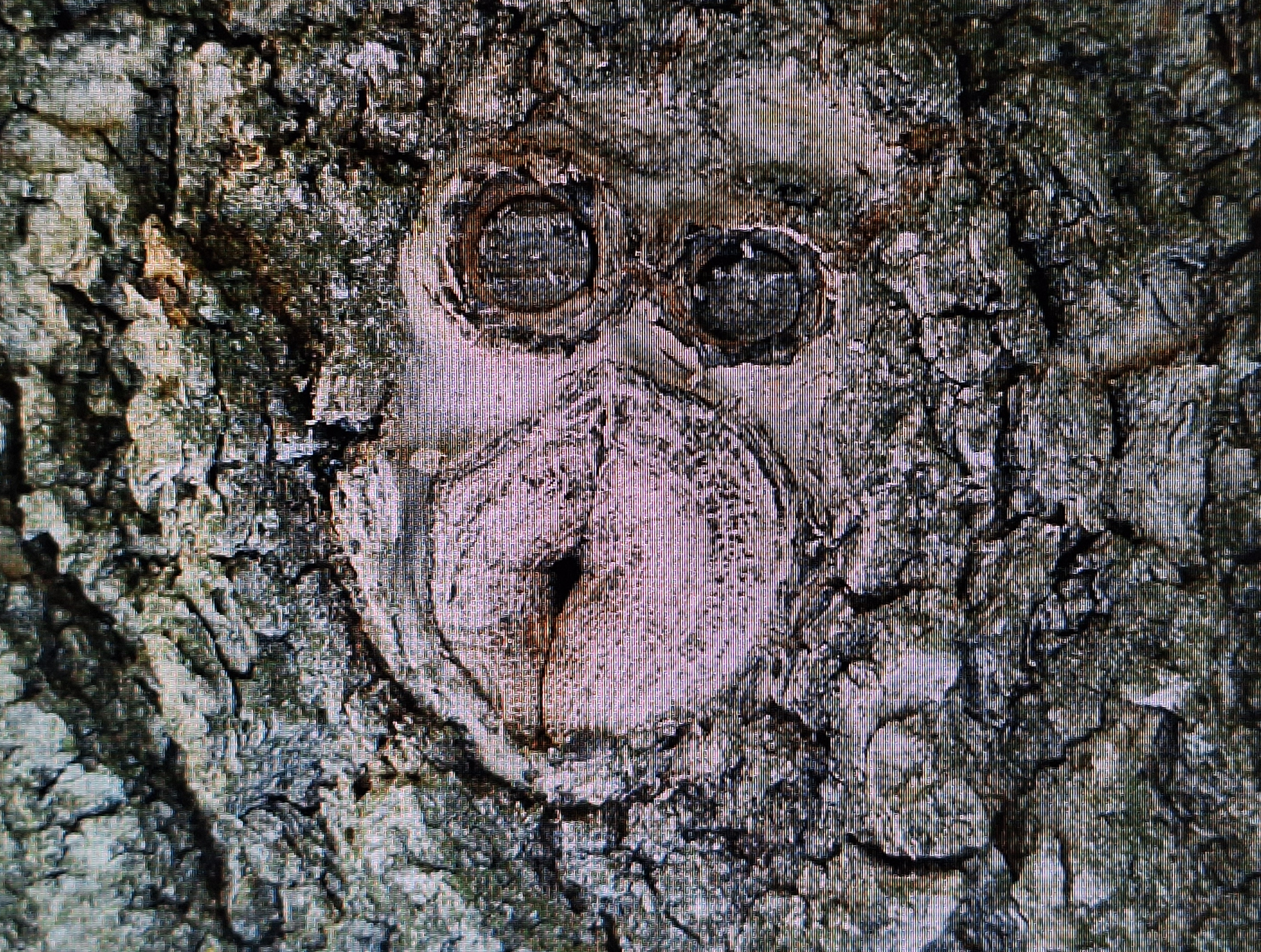Lesung mit Bildprojektion "Neulich bei den Waldwesen"